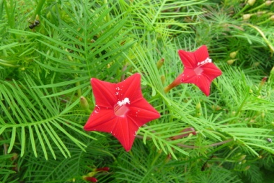 Kỹ thuật trồng cây hoa Tóc Tiên leo đẹp rực rỡ đón nắng hè