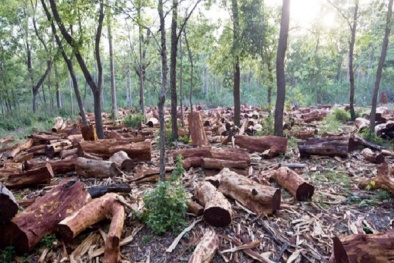 Tội phá rừng trái phép bị xử lý như thế nào?