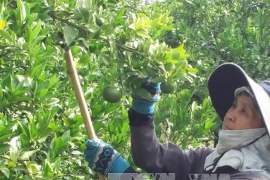 Bà Rịa - Vũng Tàu: Người dân đổ xô hái quýt non bán cho thương lái