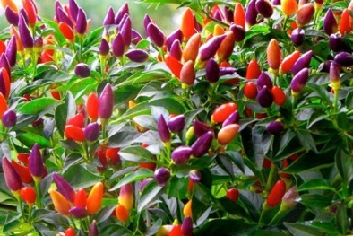 Kỹ thuật trồng ớt nhiều màu tại nhà ngon mà ý nghĩa phong thủy tốt cho gia chủ