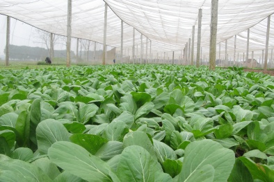 Mánh khóe 'tráo hàng' của cửa hàng rau an toàn