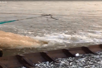 Cả trăm kg cá linh tự nhảy vào xuồng nhờ ống xả nước