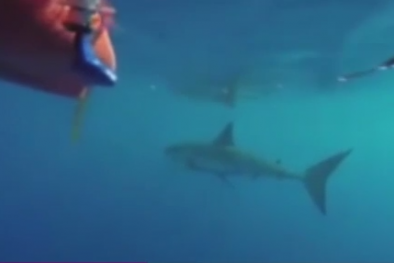 Bị cá mập trắng vây hãm, vẫn dũng cảm làm điều này