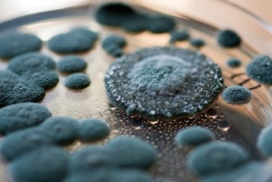 Nấm mốc ngày nồm ‘thủ phạm’ vô hình gây nhiều bệnh tật