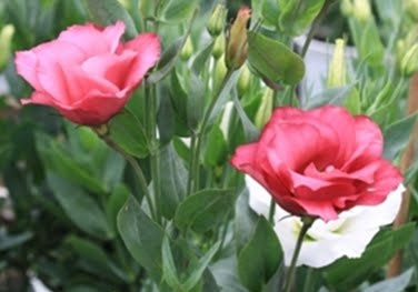 Kỹ thuật trồng cây hoa Cát tường cho ban công đẹp rực rỡ thu hút mọi ánh nhìn 