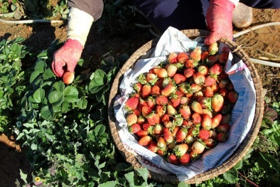 Dâu Nhật được trồng tại Việt Nam giá gần 700.000 đồng/kg vẫn cháy hàng