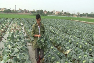100 đồng/kg bắp cải, nông dân tự tay đốn bỏ hàng chục tấn rau tại ruộng