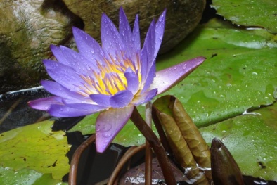  Kỹ thuật trồng cây hoa Súng tại nhà đẹp 'bừng sáng' một góc vườn