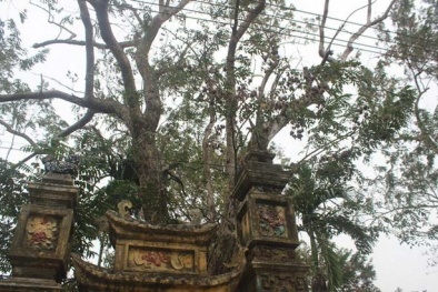 Cây sưa 200 năm tuổi giá 24,5 tỷ chính thức về nhà đại gia gỗ Đồng Kỵ