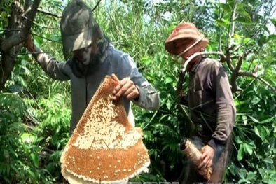 Xuất hiện mật ong không rõ nguồn gốc lấy thương hiệu U Minh hạ