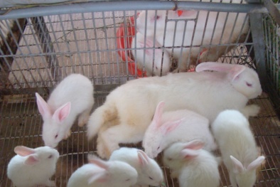 Kỹ thuật nuôi và chăm sóc thỏ sinh sản kiếm tiền tỷ mỗi năm