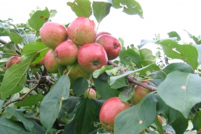 Kỹ thuật trồng cây táo tây tại nhà cho quả sai, trái ngọt quanh năm