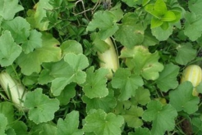 Kỹ thuật trồng cây dưa gang tại nhà làm gỏi ăn xả ga mùa hè