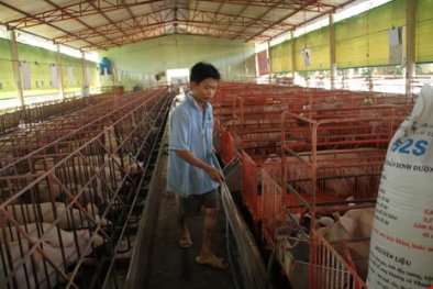 Nông sản Việt mất giá thê thảm vì thương lái ngừng mua