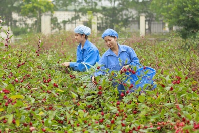 Phát triển dược liệu phải gắn với chuỗi giá trị