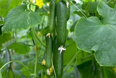 Kỹ thuật trồng cây dưa chuột tại nhà xanh mướt, quả sai trĩu cành