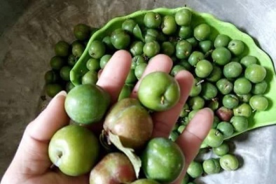 Bán mận xanh nhẹ nhàng bỏ túi gần 20 triệu đồng/tháng