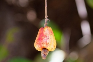 Chỉ mặt 15 loại thực phẩm nguy hiểm nhất thế giới 