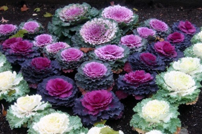 Kỹ thuật trồng cây hoa Hồng sa mạc tại nhà đẹp ngỡ ngàng