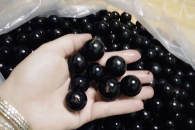 Sự thật nho thân gỗ 200 ngàn/kg khiến người mua thất vọng