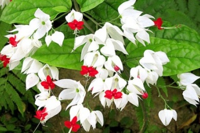 Đã mắt với mô hình trồng cây hoa Ngọc nữ trên ban công 