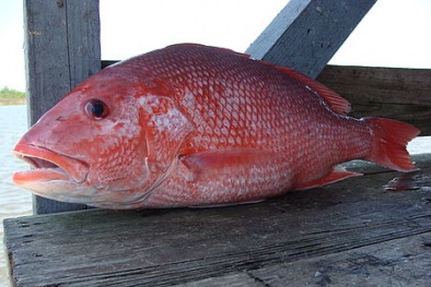 EU cảnh báo 2 lô hàng thủy sản Việt Nam chứa độc tố 