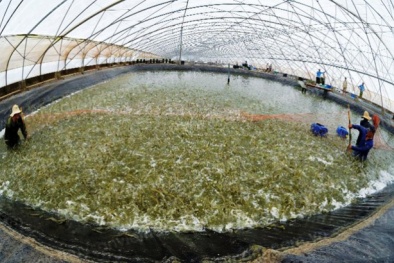 Ứng dụng công nghệ cao phát triển nuôi tôm tại Bạc Liêu