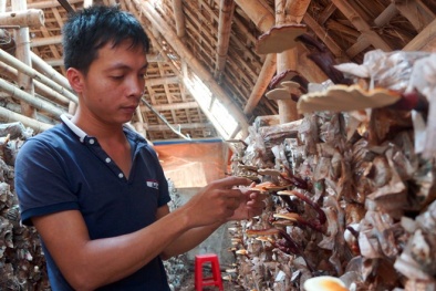 Giàu lên nhờ bỏ phố về quê nuôi nấm linh chi đỏ