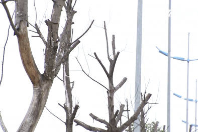 Hà Nội: Cây mới trồng trên các tuyến phố chết khô hàng loạt