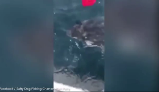 Ngư dân dũng cảm dùng chổi đánh đuổi cá mập