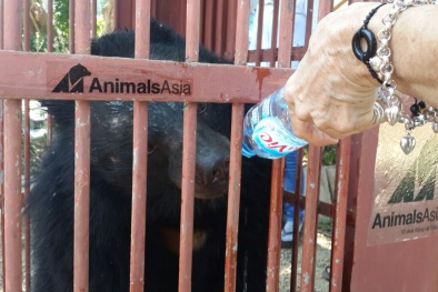 Cứu hộ thành công hai cá thể gấu ngựa tại Gia Lai