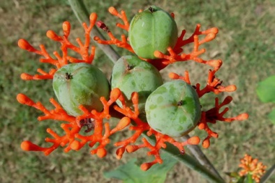 Khi bị ngộ độc hạt cây ngô đồng cần xử lý thế nào? 