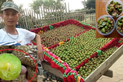 Cẩn thận 'hớ nặng' với mận đầu mùa