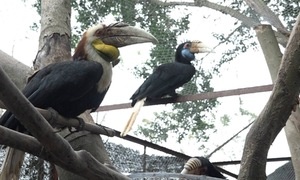 Vườn chim trong sách đỏ vô giá của ông chủ 8x