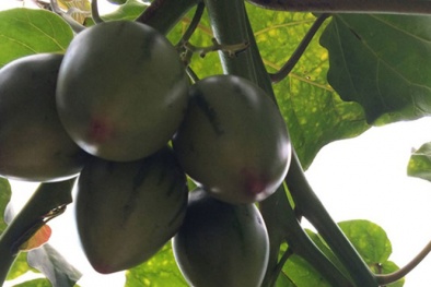 Lọt top 100 thương hiệu nổi tiếng 2017, cây Magic-S có gì đặc biệt?