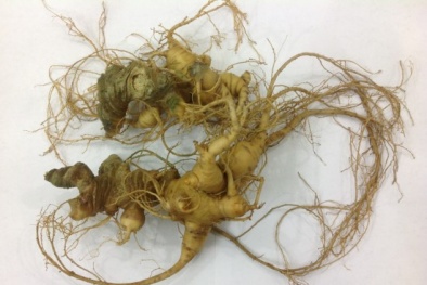 Sâm Ngọc Linh của Việt Nam có chất lượng cao nhất Thế giới