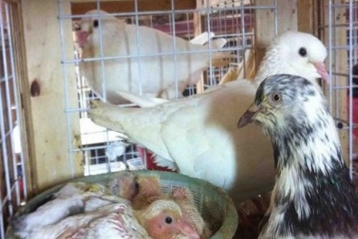 Kỹ thuật nuôi chim Bồ câu non làm giống nhanh xuất chuồng kiếm tiền triệu mỗi ngày