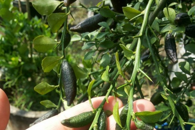 Kỹ thuật trồng cây chanh ngón tay đắt giá nhất thế giới cho cả nhà thưởng thức