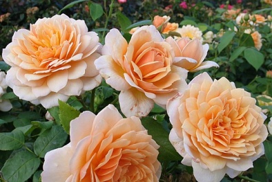 Kỹ thuật trồng cây hoa Hồng leo Hoàng Kiều ai nhìn cũng phải mê