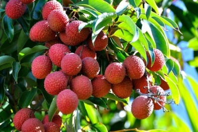 6 loại thực phẩm nếu ăn sai cách có thể gây tử vong