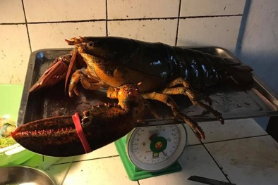 Tôm hùm Canada giá rẻ nhập vào Việt Nam: Bộ Nông nghiệp nói gì?