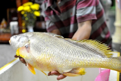 Cá nghi là cá sủ vàng quý hiếm nặng 4kg cắn câu cần thủ ở TPHCM