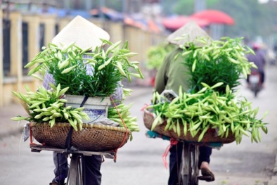 Hoa loa kèn xuống phố, giá rẻ bất ngờ