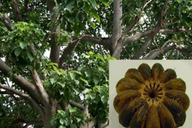 Cây ngô đồng là cây gì và vì sao ăn trái cây ngô đồng lại bị ngộ độc?