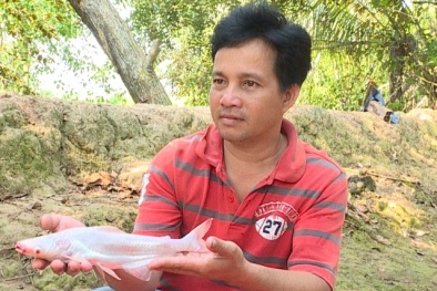 Nông dân Bến Tre bắt được cá 'lạ' toàn thân màu trắng hiếm thấy