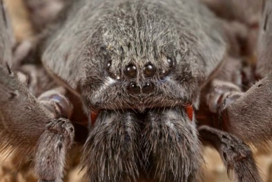 Phát hiện loài nhện độc khổng lồ có 8 mắt ở nhiều vị trí khác nhau