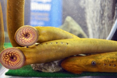 Phát hiện 'cá cổ' sống cách đây 200 triệu năm trong vườn nhà