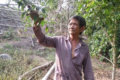 Nông dân thu lãi ‘khủng’ từ việc trồng cây hồng quân