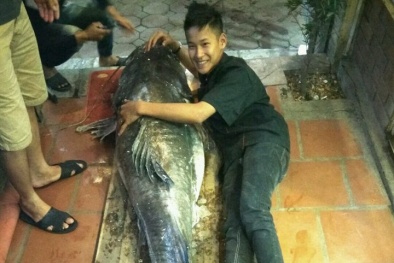 Cá lăng 'khổng lồ' nặng gần 120 kg ‘cập bến’ Hà Nội