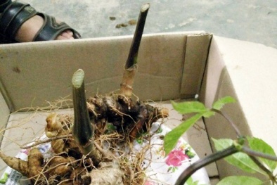 Củ sâm ngọc linh vừa được bán giá 400 triệu đồng ở Quảng Nam có gì đặc biệt?